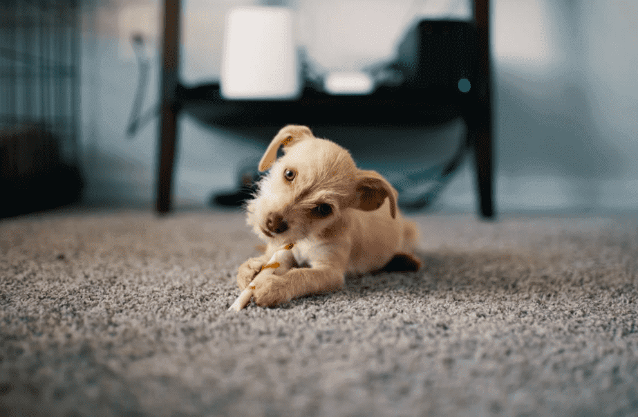 mattress cleaning in surrey